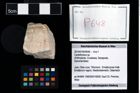 Foto (Objekt + Etikett) von Cyclothyreus sp.  (NHMW-GEO-2014-0194-0648)